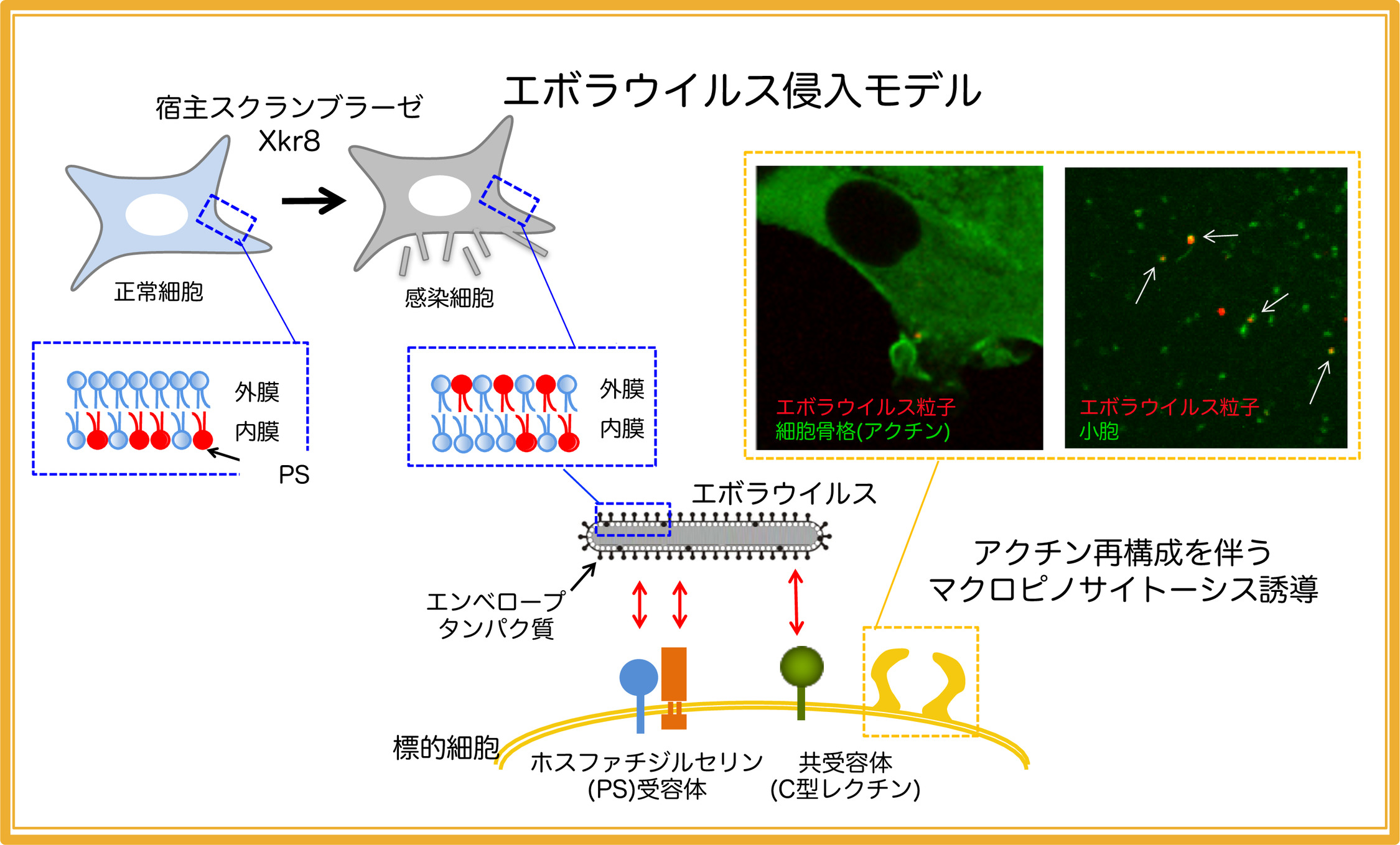 研究内容 長崎大学 感染症共同研究拠点 研究部門 感染病態研究分野