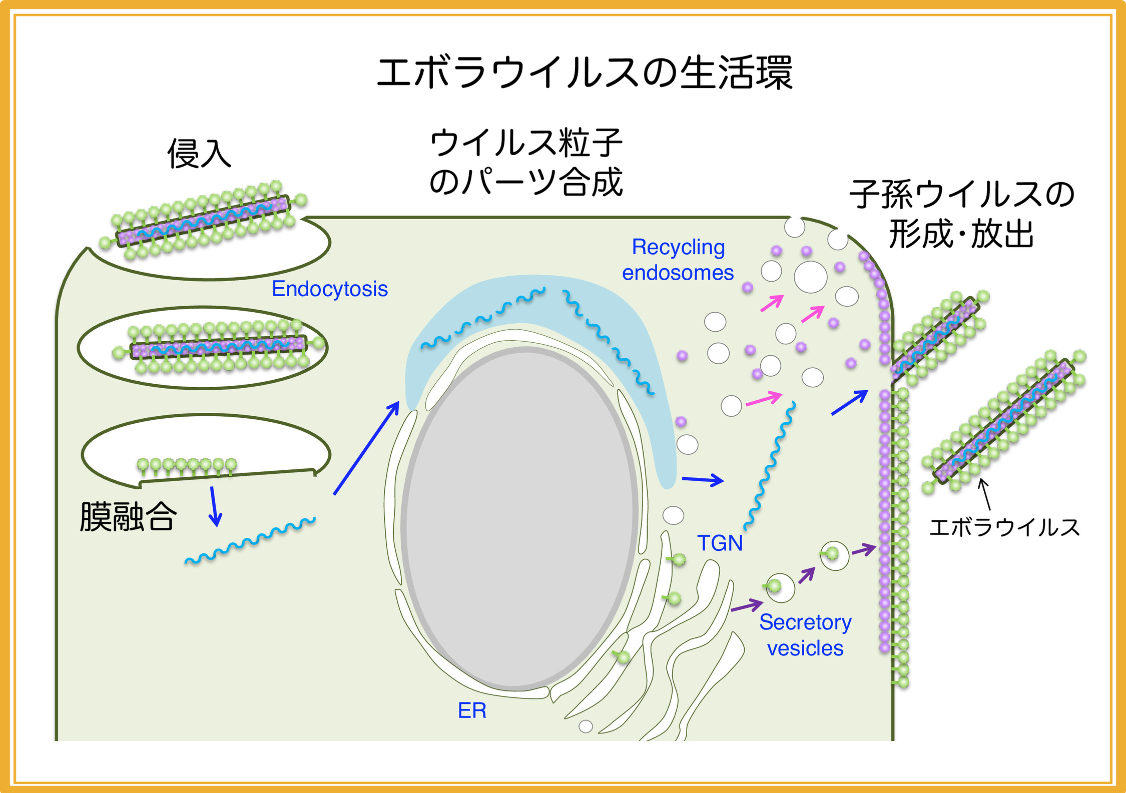 研究内容 長崎大学 感染症共同研究拠点 研究部門 感染病態研究分野